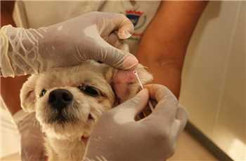Teste rápido em cães é feito em 20 minutos e detecta se o animal está infectado com a doença. 